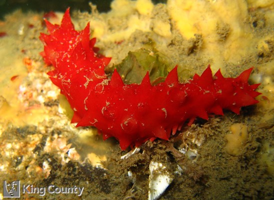Photo of Parastichopus californicus
